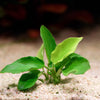 anubias nana long wavy aquarium plant flowing in water