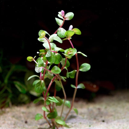 rotala rotundifolia h'ra aquarium stem plant flowing in water