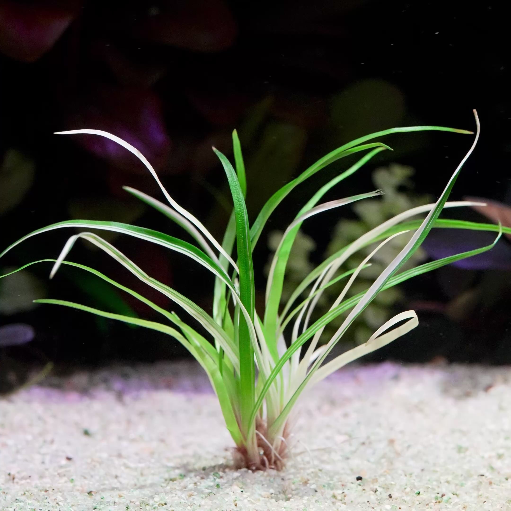 eriocaulon vietnam variegated rare aquatic plant flowing in water