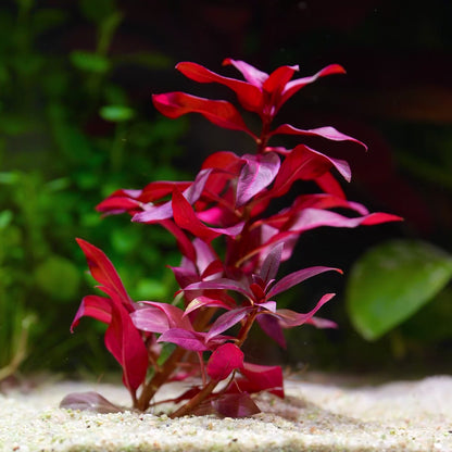 Ludwigia Glandulosa - Tropical Aquarium Plant - CloudAqua