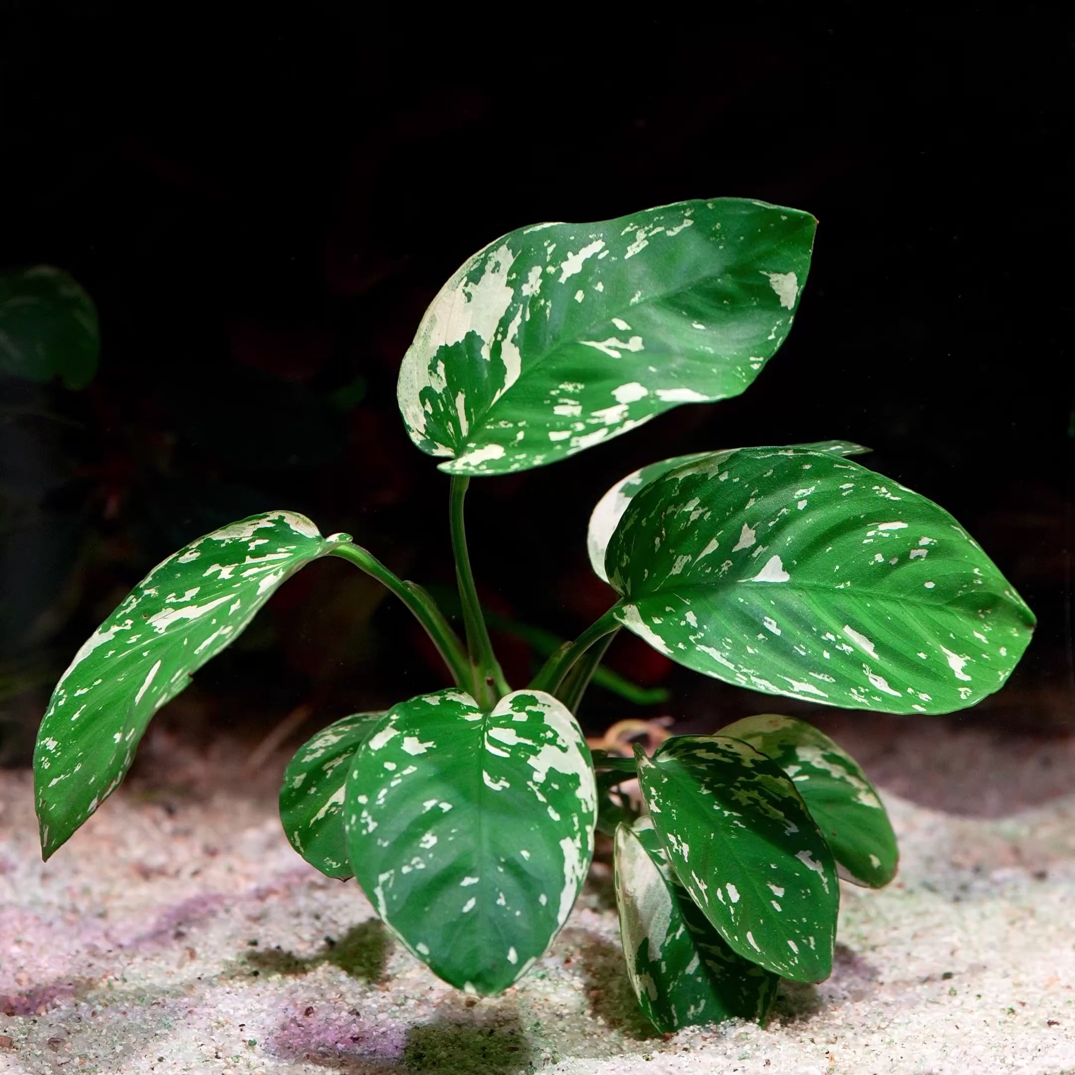 anubias var king rare aquarium plant flowing in water