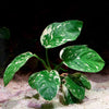 anubias var king rare aquarium plant flowing in water