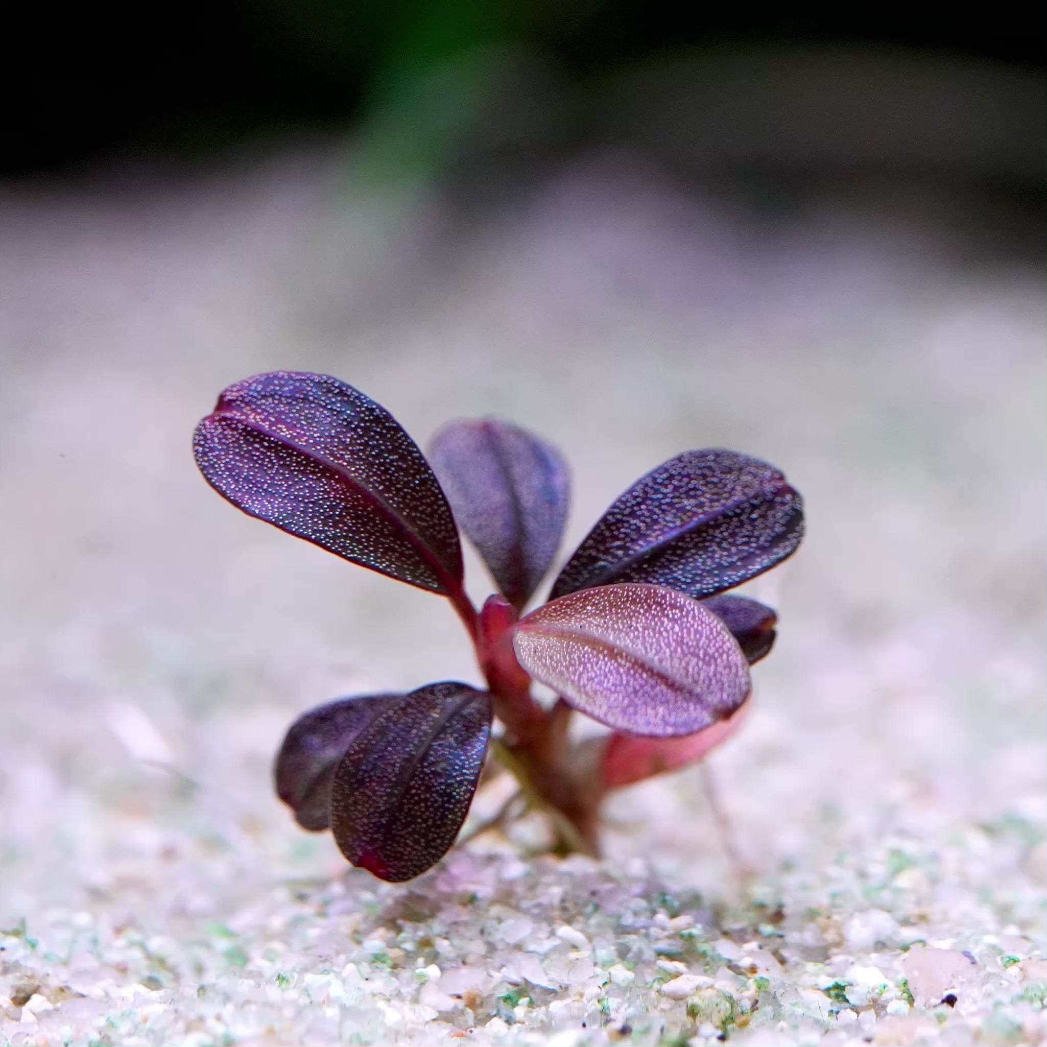 bucephalandra jade 14 rare aquarium plant flowing in water