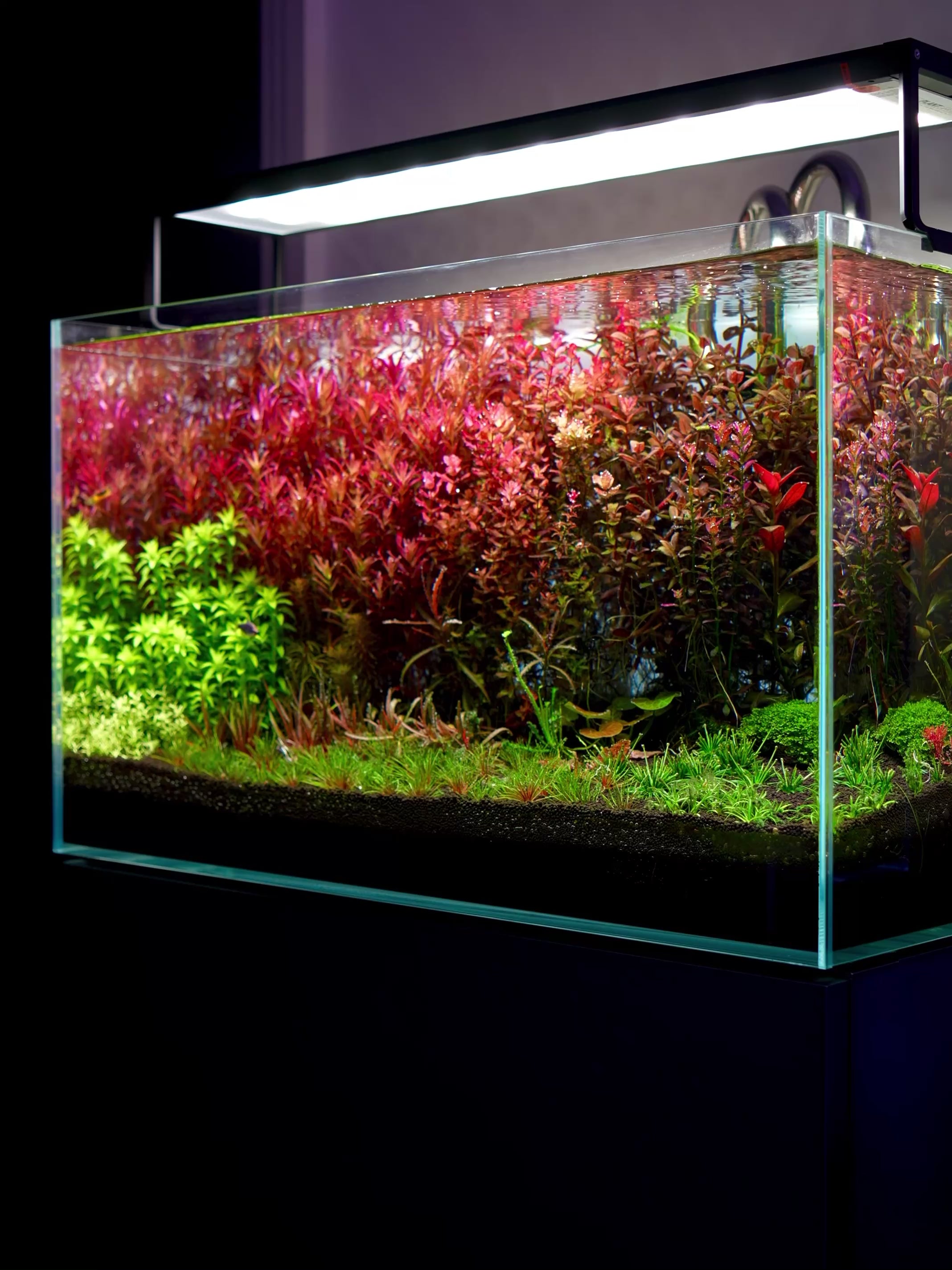 Load video: dutch 60 at5 showcase