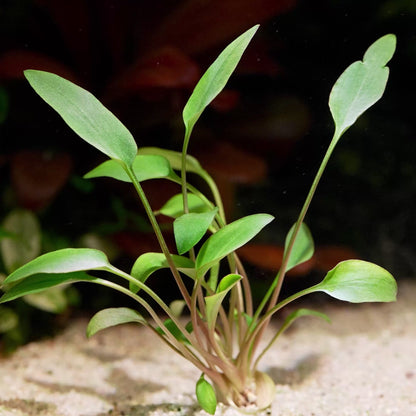 cryptocoryne undulatus red aquarium plant flowing in water