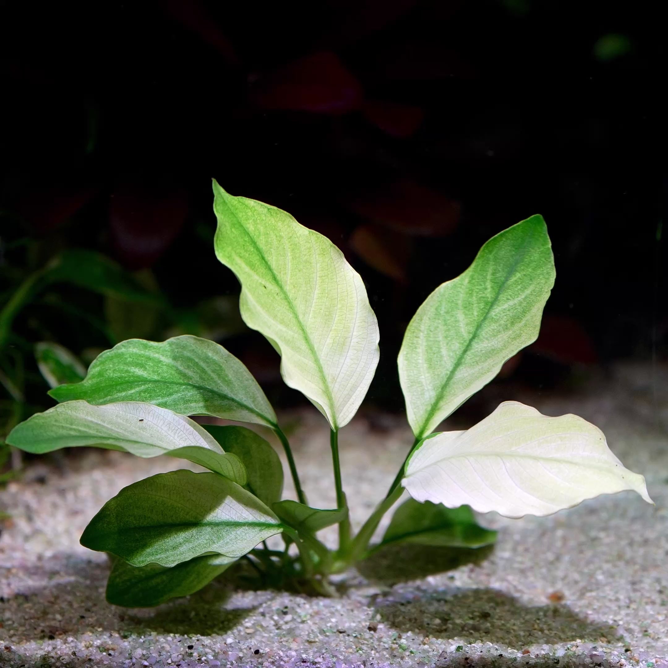 anubias barteri broad white aquarium plant flowing in water