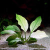 anubias barteri broad white aquarium plant flowing in water