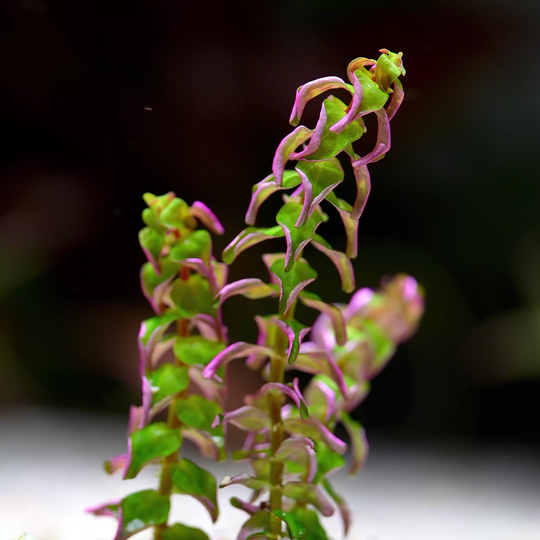 Rotala Macrandra 'Pearl' - Tropical Aquarium Plant - CloudAqua