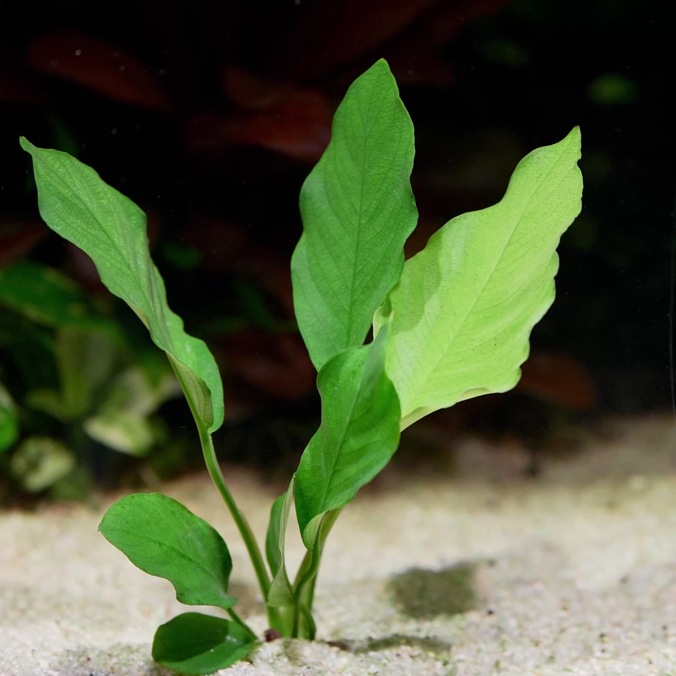 anubias barteri crispus aquarium plant flowing in aquarium