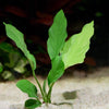 anubias barteri crispus aquarium plant flowing in aquarium