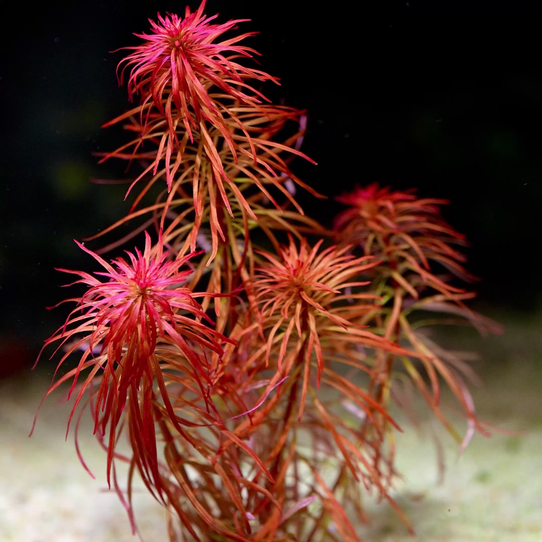 ludwigia inclinata var. verticillata meta aquatic plant flowing in water