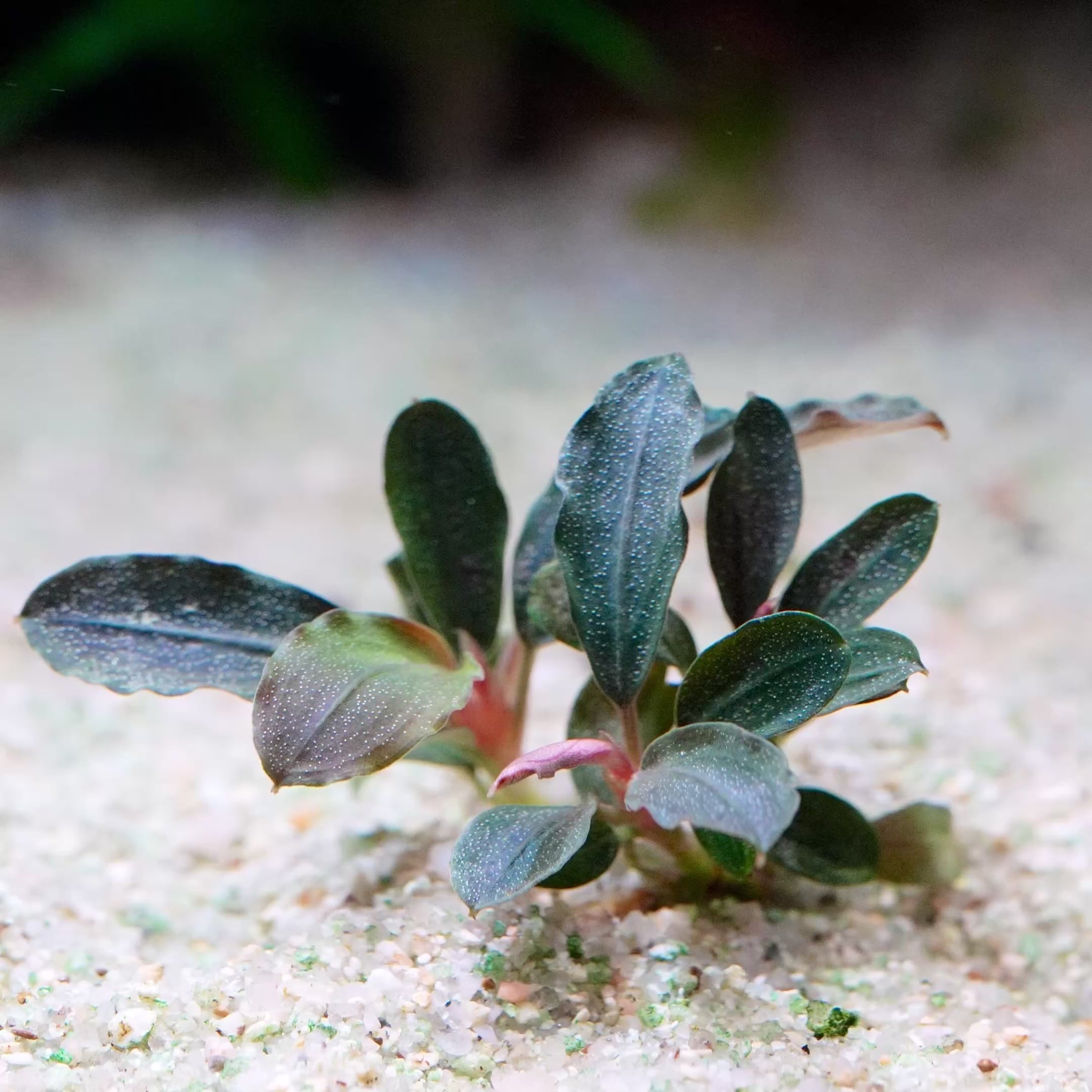 bucephalandra mini red epiphyte aquarium plant flowing in water