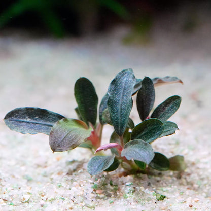 bucephalandra mini red epiphyte aquarium plant flowing in water