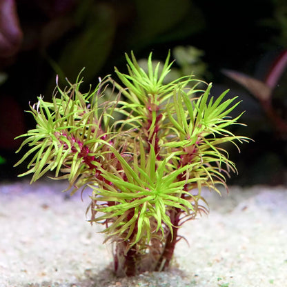 pogostemon fireworks rare aquarium stem plant flowing in water