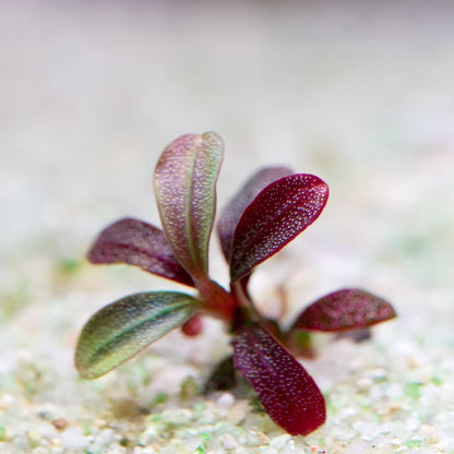 bucephalandra phantom mini aquatic epiphyte plant flowing in water