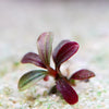 bucephalandra phantom mini aquatic epiphyte plant flowing in water