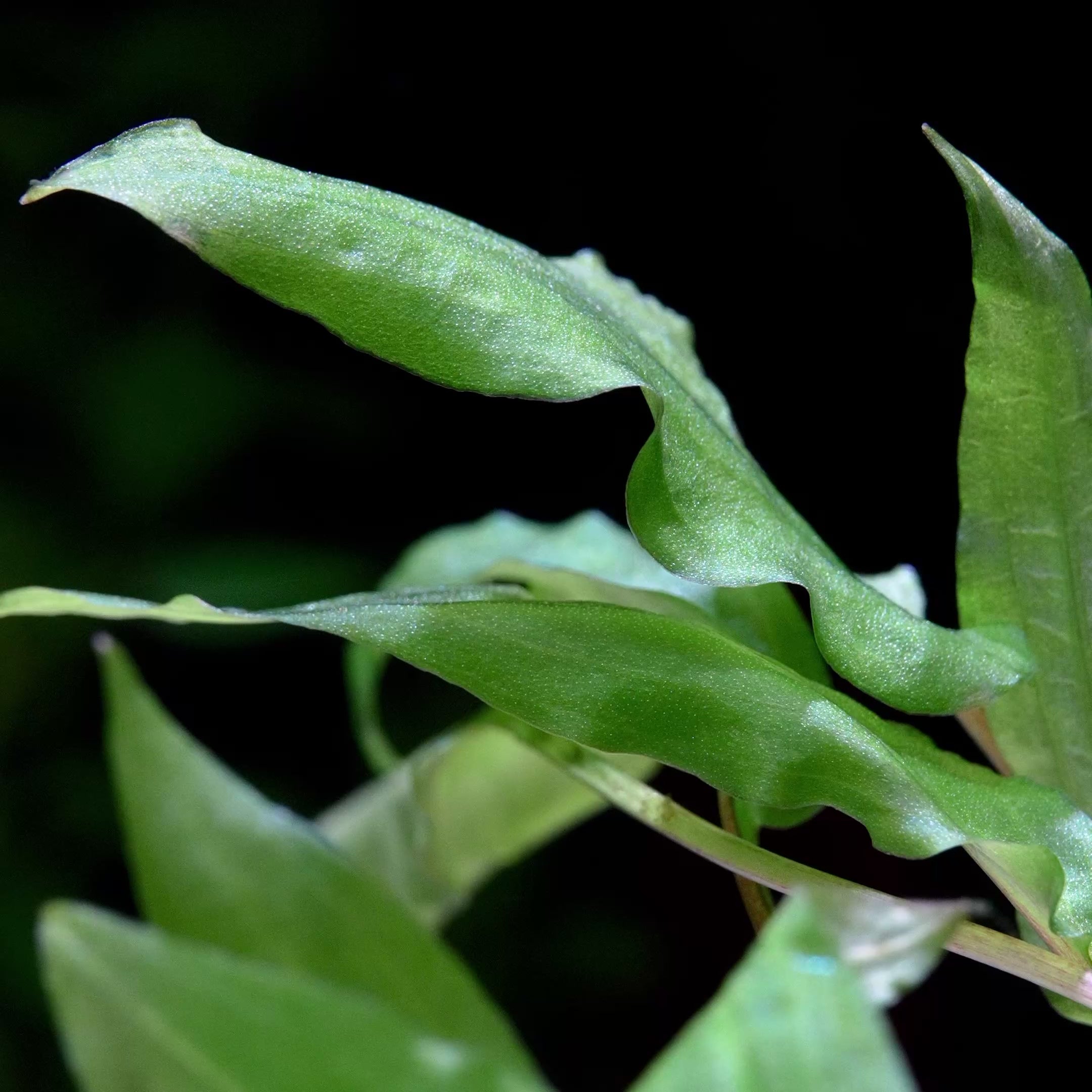 Cryptocoryne Wendtii 'Green' - Tropical Aquarium Plant - CloudAqua