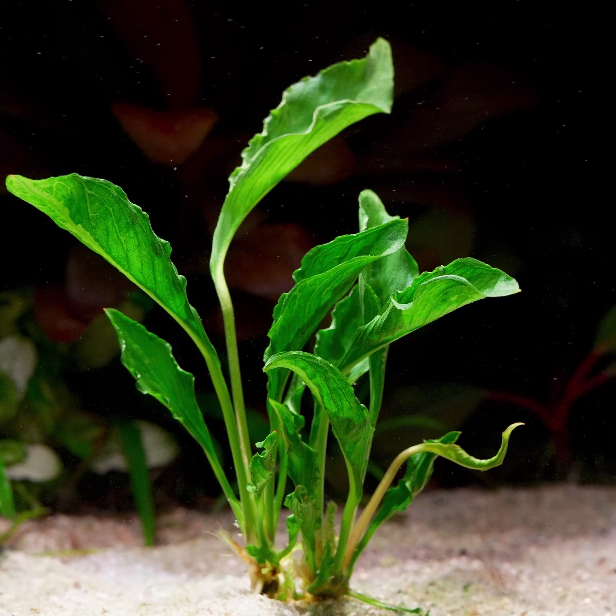 Anubias heterophylla 'Supernova' - Rare Plant