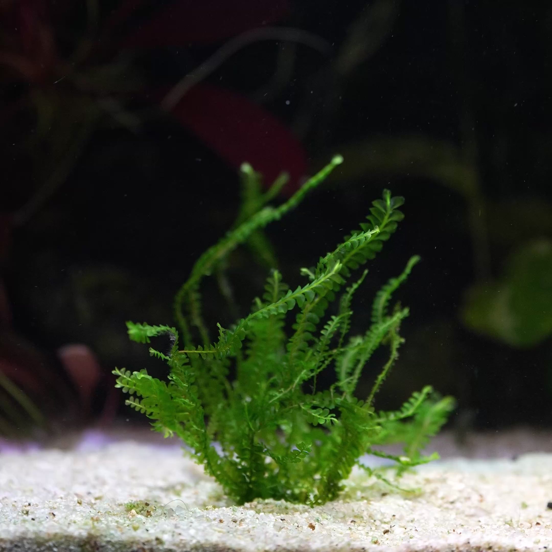 plagiochilaceae sp. cameroon moss flowing in aquarium