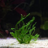 plagiochilaceae sp. cameroon moss flowing in aquarium
