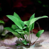 anubias gracilis aquarium plant flowing in water