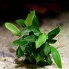 anubias chili jalapeno rare aquarium plant flowing in water
