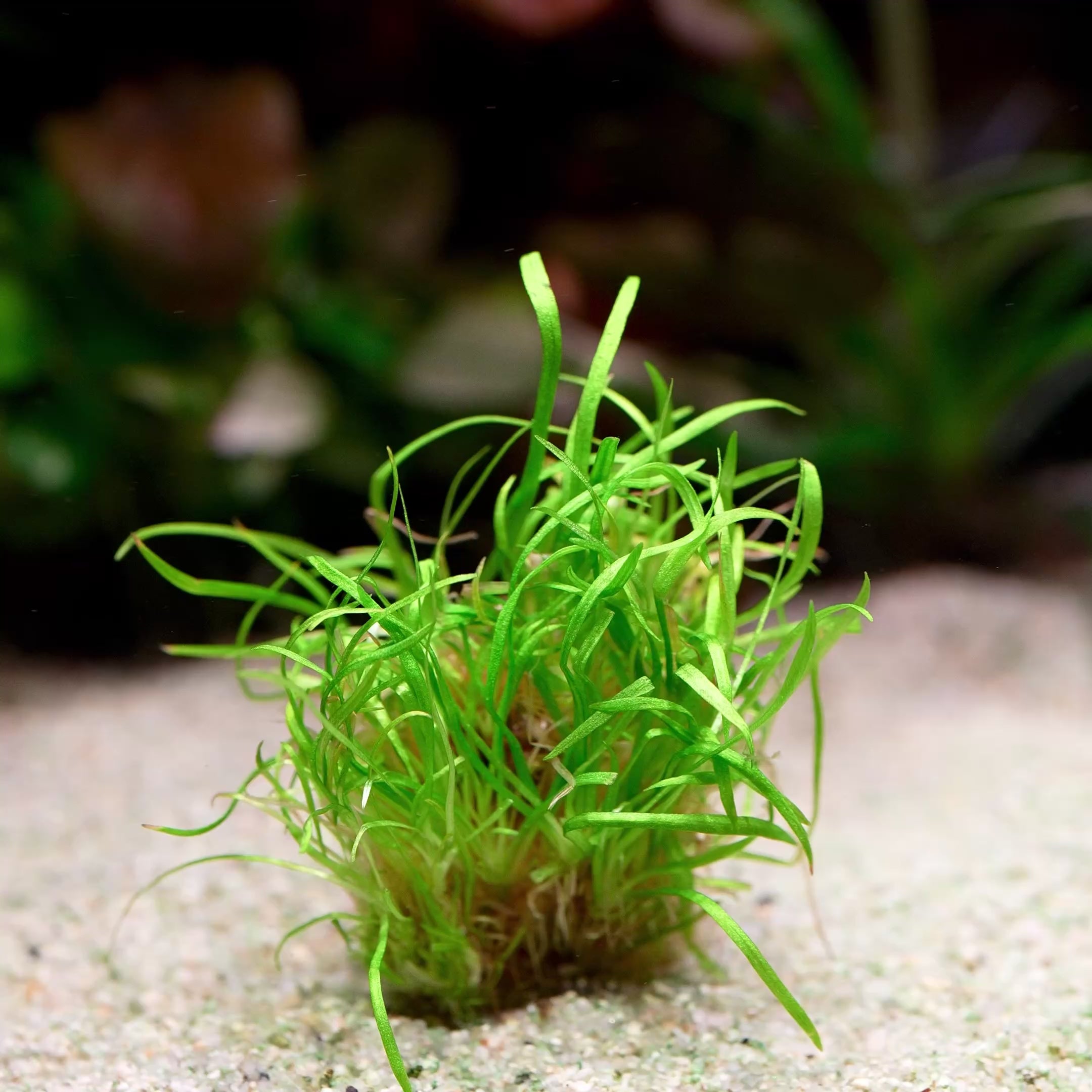 echinodorus tenellus amazon dwarf chain sword aquarium plant flowing in water