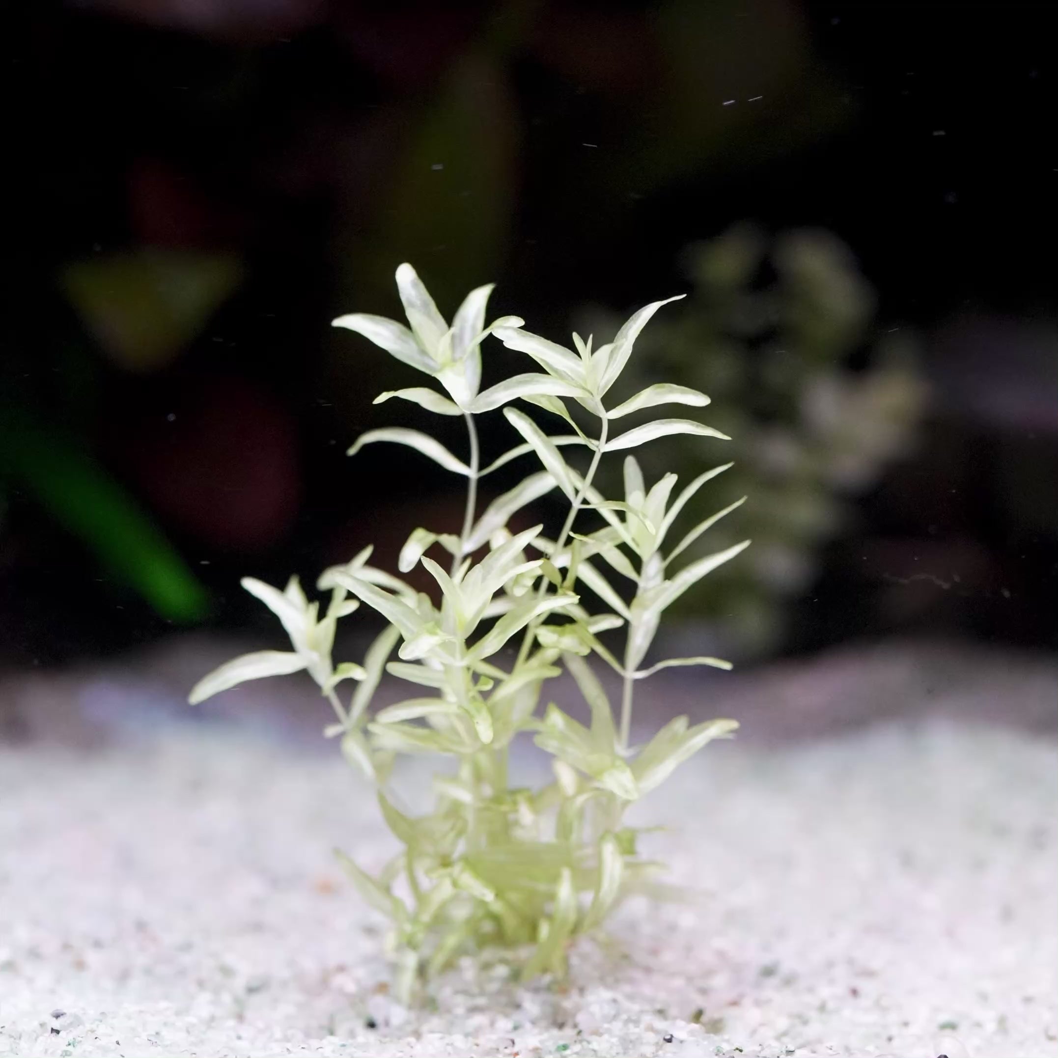 hemianthus micranthemoides platinum aquarium stem plant flowing in water