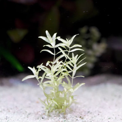 hemianthus micranthemoides platinum aquarium stem plant flowing in water