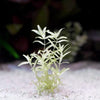 hemianthus micranthemoides platinum aquarium stem plant flowing in water