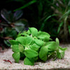 anubias nana petite golden aquarium epiphyte plant flowing in water