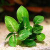 anubias giant stardust rare aquarium plant leaf flowing in water