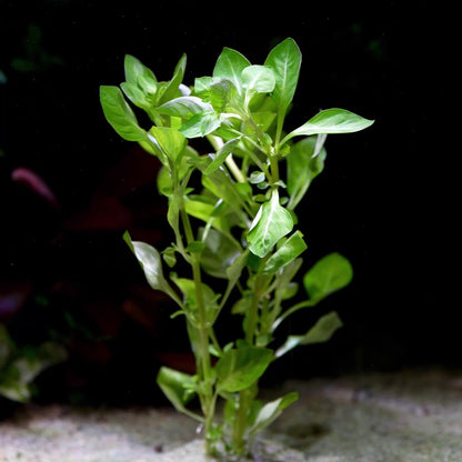 ludwigia palustris green aquatic stem plant flowing in water