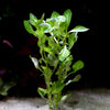 ludwigia palustris green aquatic stem plant flowing in water