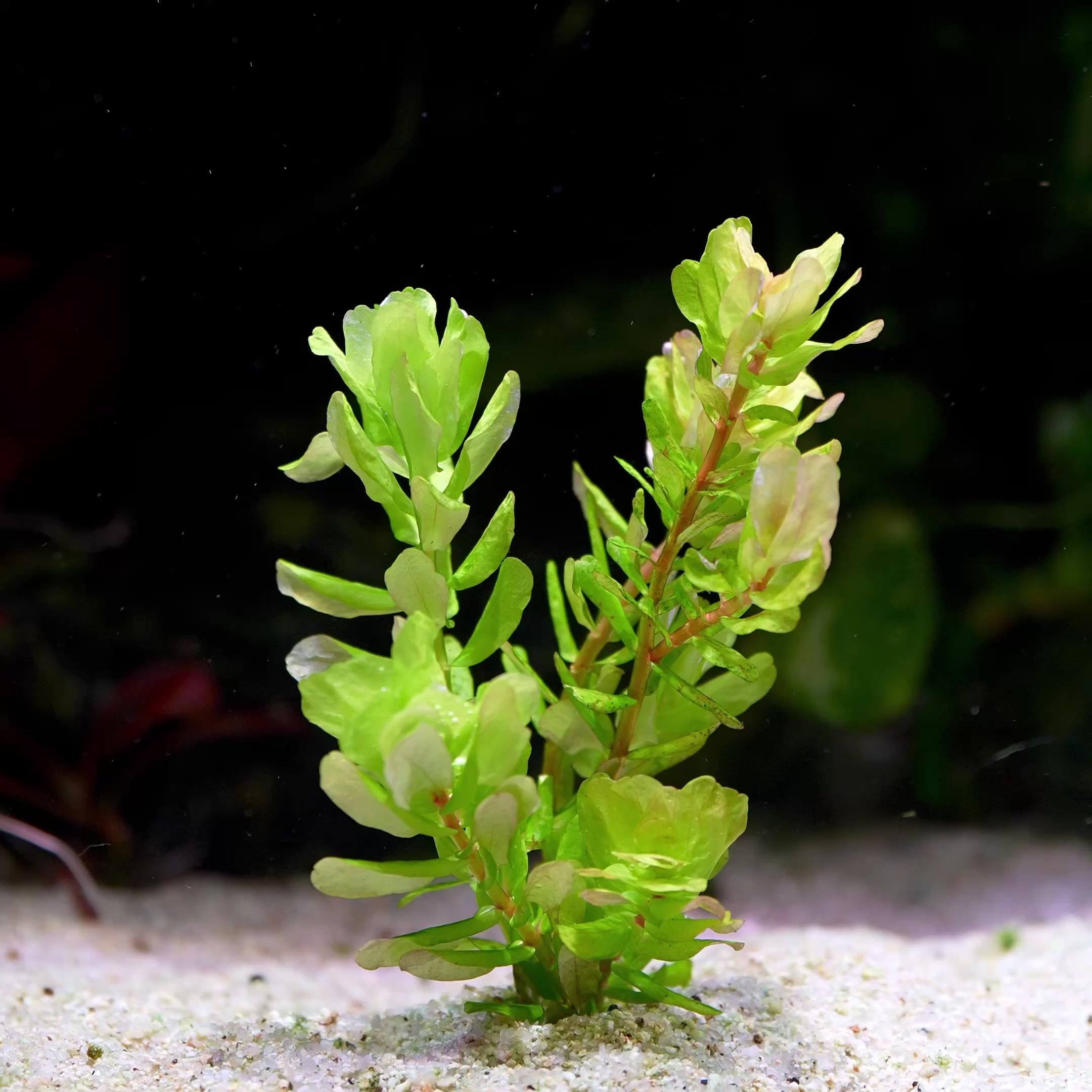 rotala sahyadrica aquarium plant flowing in water
