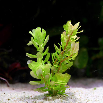 rotala sahyadrica aquarium plant flowing in water