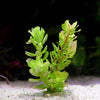 rotala sahyadrica aquarium plant flowing in water