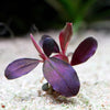 bucephalandra helena purple rare aquarium plant epiphyte flowing in water