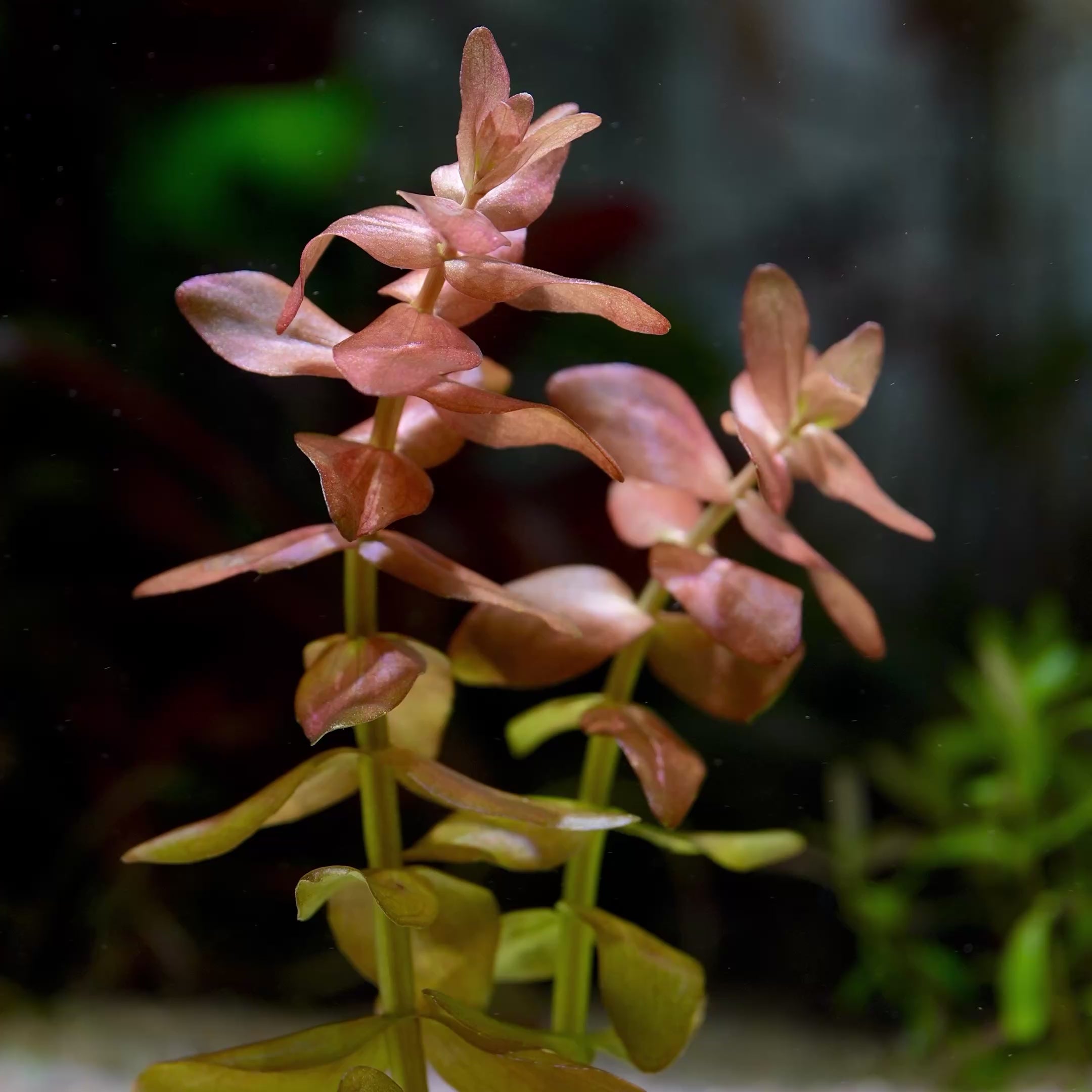 Bacopa Colorata - Rare Aquarium Plant - CloudAqua