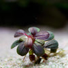 bucephalandra jade elephant mini epiphyte aquarium plant flowing in water