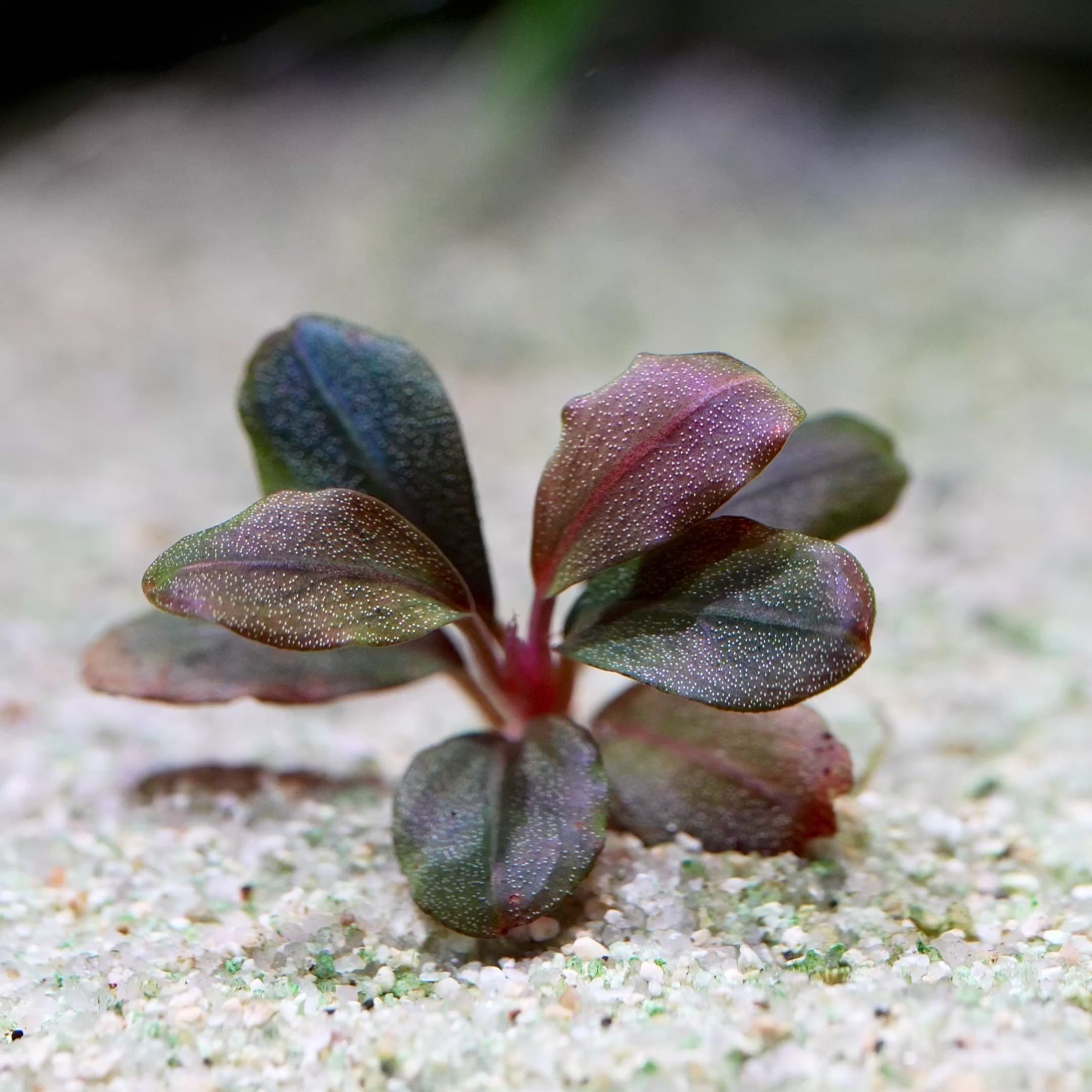 bucephalandra marble round rare aquarium plant flowing in water