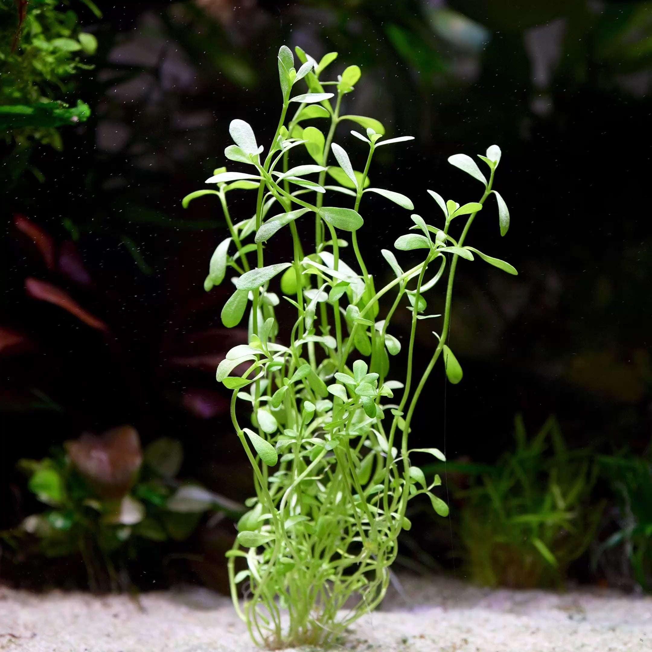 bacopa monnieri aquarium stem plant flowing in water
