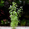 bacopa monnieri aquarium stem plant flowing in water