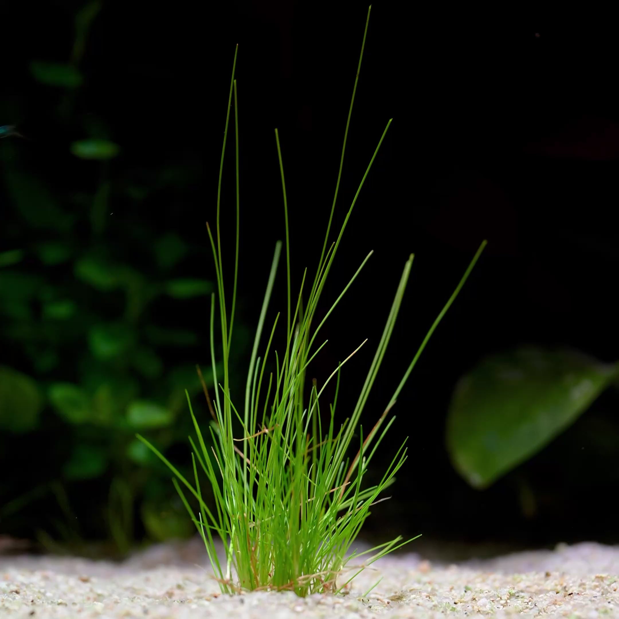 Eleocharis Parvula - Tropical Aquarium Plant - CloudAqua