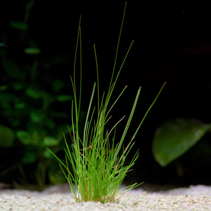 Eleocharis Parvula - Tropical Aquarium Plant - CloudAqua