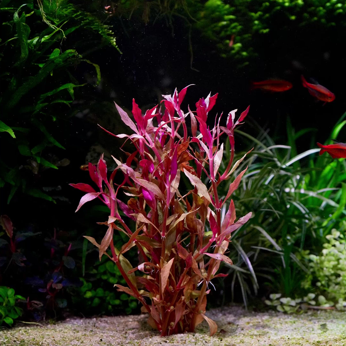 ludwigia brevipes aquarium stem plant flowing in water