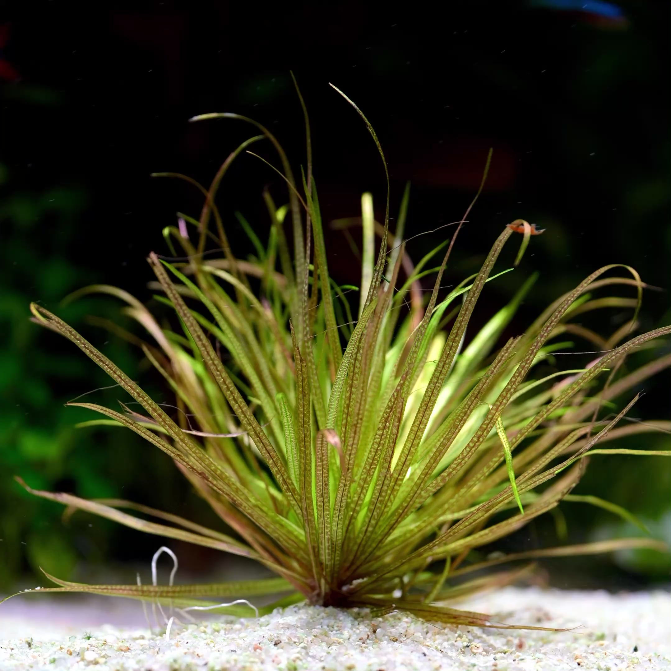 Blyxa Japonica - Tropical Aquarium Plant - CloudAqua