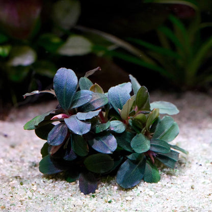 bucephalandra neo rare aquarium plant flowing in water