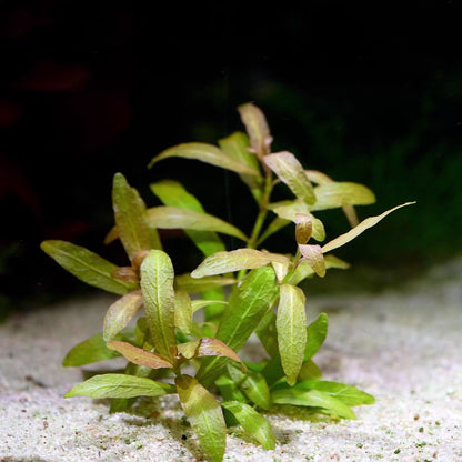hygrophila polysperma rosanervig aquatic plant flowing in water