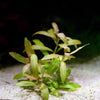 hygrophila polysperma rosanervig aquatic plant flowing in water